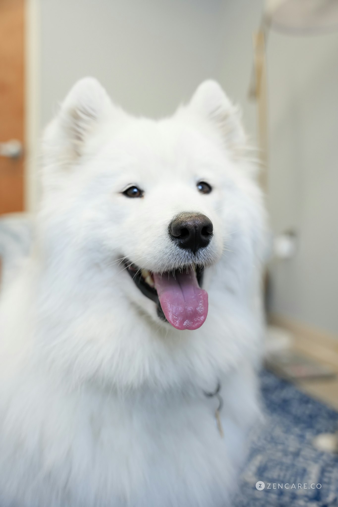 Eir the Samoyed therapy dog